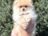 Pomeranian Boo Teady Bear Erkek Yavrumuz
