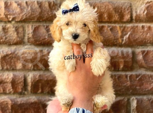 Apricot Toy Poodle Dişi Ve Erkek Yavrular görsel