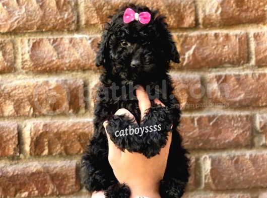 Siyah Inci Black Toy Poodle Erkek Yavrumuz