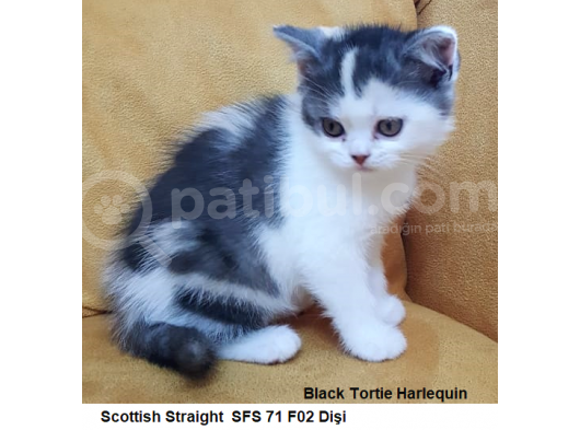 Premium Scottish Yavrular