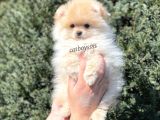 Pomeranian Boo Teady Bear Erkek Yavrumuz