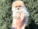 Pomeranian Boo Teady Bear Erkek Yavrumuz