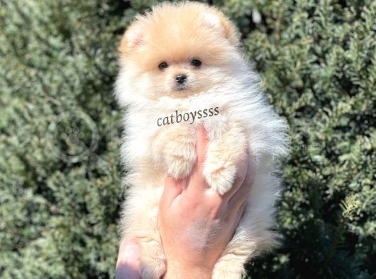 Pomeranian Boo Teady Bear Erkek Yavrumuz