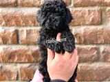 Black Siyah Inci Toy Poodle Erkek Yavrumuz