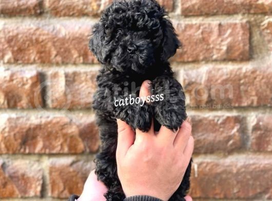 Black Siyah Inci Toy Poodle Erkek Yavrumuz