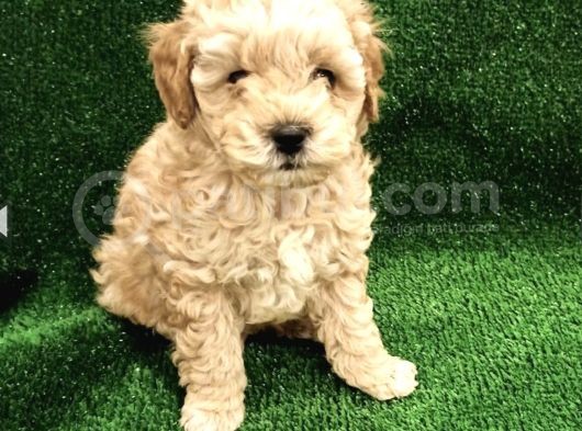 Apricot Toy Poodle Yavrularımız görsel