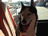 Husky Sibirya Kurdu