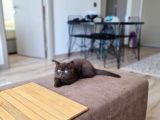 Chocolate British Shorthair Yavru