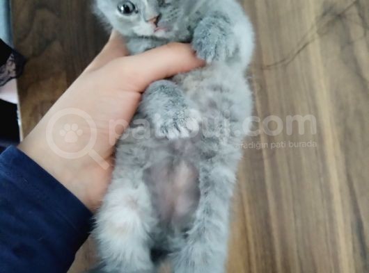 45 Günlük Tuvalet Eğitimi Var Akıllı Oyuncu görsel