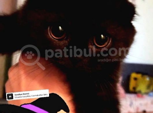 Scottish Black Scrli Anneden