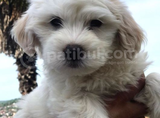2 Aylık Maltipoo Bebeklerimiz görsel