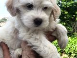 2 Aylık Maltipoo Bebeklerimiz