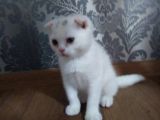 Beyaz Scottish Fold Kedi