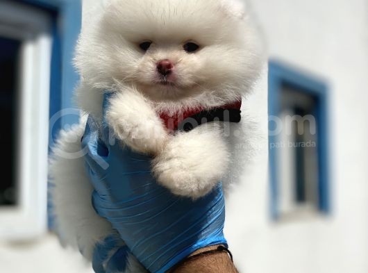 Teddy Face Ayı Surat Pomerani̇an Boo Yavrularımız görsel