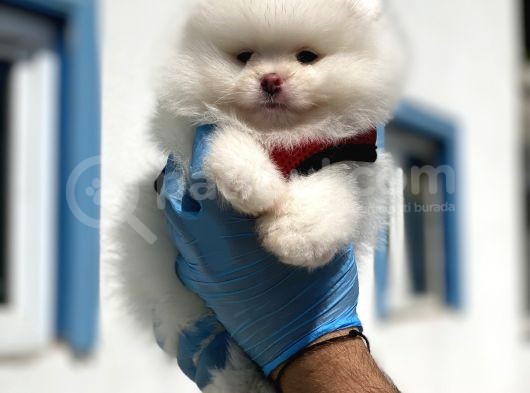 Teddy Face Ayı Surat Pomerani̇an Boo Yavrularımız görsel