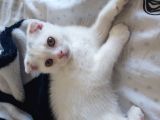 Beyaz Scottish Fold Kedi