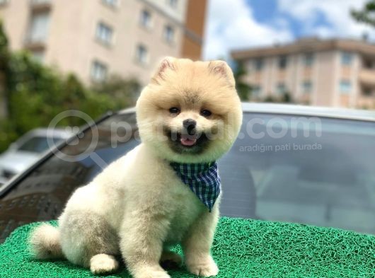 Yakışıklı Pomerai̇nan Boo görsel