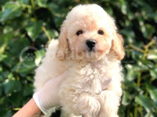 Toy Poodle Yavrular görsel