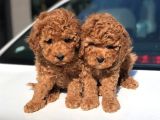 Toy Poodle Yavrular
