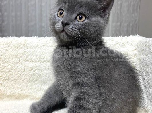 Safkan Bri̇ti̇sh Yavrularımız Tesli̇me Hazır görsel
