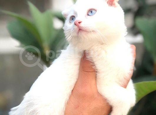Scottish Fold Beyaz Yavrularımız görsel