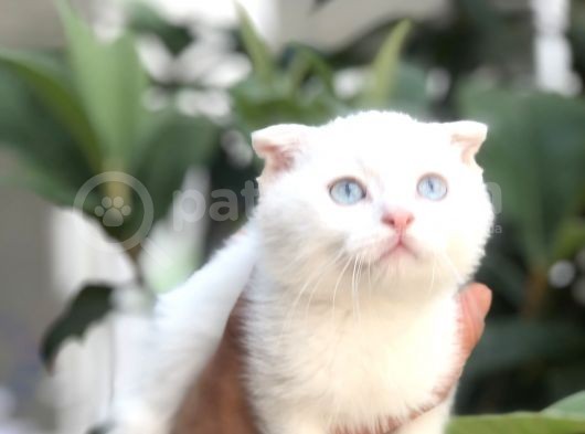Scottish Fold Beyaz Yavrularımız görsel