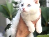 Scottish Fold Beyaz Yavrularımız