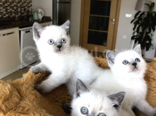 British Shorthair Yavrularımız görsel