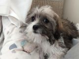 3 Aylık Maltipoo Cinsi Köpek