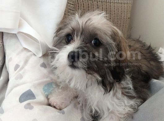 3 Aylık Maltipoo Cinsi Köpek