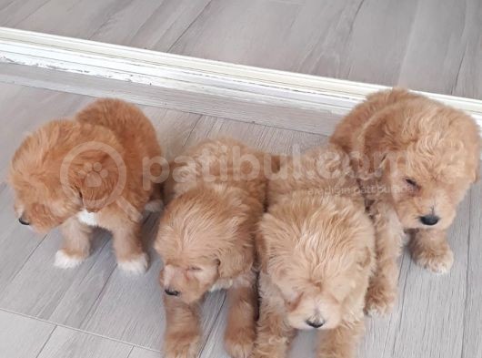 Biblo Suratlı Poodle Yavrumuz görsel