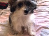 3 Aylık Maltipoo Cinsi Köpek