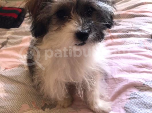 3 Aylık Maltipoo Cinsi Köpek görsel
