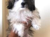 3 Aylık Maltipoo Cinsi Köpek
