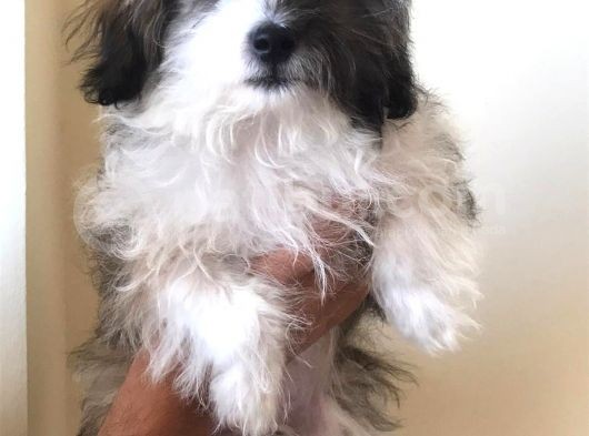 3 Aylık Maltipoo Cinsi Köpek görsel