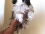 3 Aylık Maltipoo Cinsi Köpek