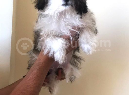 3 Aylık Maltipoo Cinsi Köpek görsel
