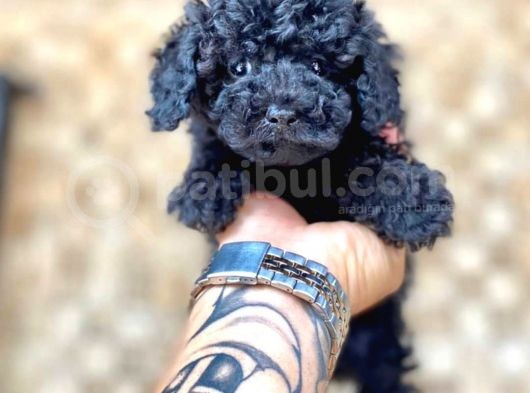 Black Toy Poodle Yavrular