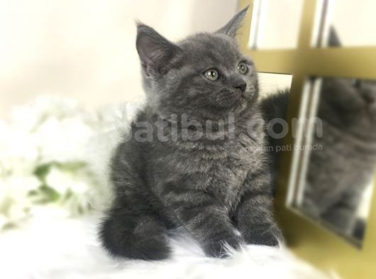 Gri Scotti̇sh Harika Dişi Yavrular görsel