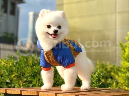 Yakışıklı Pomeranian Boo görsel