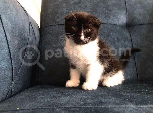 Nadir Black Ve Tabby Scottish Fold Yavru (50 Günlük)