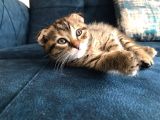 Nadir Black Ve Tabby Scottish Fold Yavru (50 Günlük)