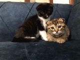 Nadir Black Ve Tabby Scottish Fold Yavru (50 Günlük)