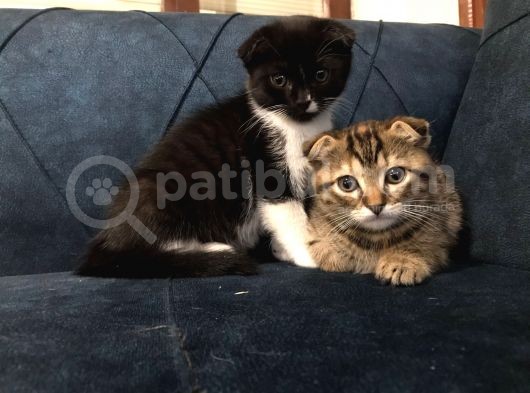 Nadir Black Ve Tabby Scottish Fold Yavru (50 Günlük) görsel