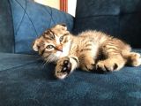 Nadir Black Ve Tabby Scottish Fold Yavru (50 Günlük)