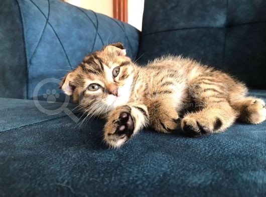 Nadir Black Ve Tabby Scottish Fold Yavru (50 Günlük) görsel