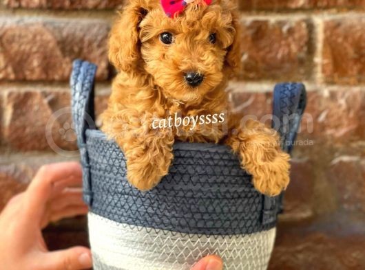 Sevimli Red Toy Poodle Erkek Yavru görsel