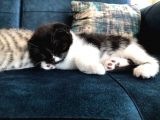 Nadir Black Ve Tabby Scottish Fold Yavru (50 Günlük)
