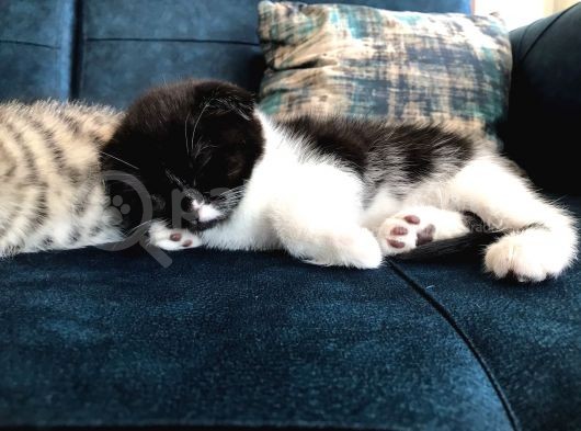 Nadir Black Ve Tabby Scottish Fold Yavru (50 Günlük) görsel