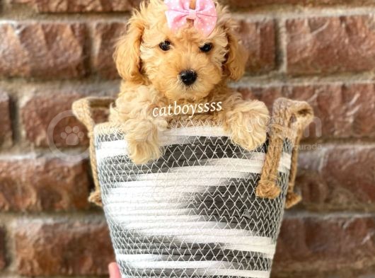 Safkan Apricot Toy Poodle Yavrular görsel